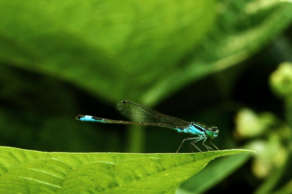 maschio di Ischnura elegans